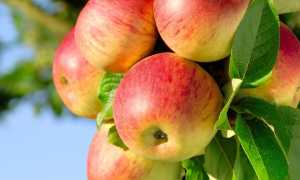 Почему от яблок может пучить живот и как с этим справиться