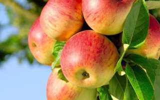 Почему от яблок может пучить живот и как с этим справиться