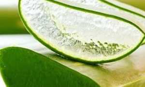 Как принимать алоэ при гастрите для улучшения здоровья
