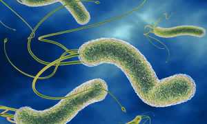 Беременность и хеликобактер пилори: важные аспекты здоровья