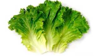 Лечение гастрита в домашних условиях: советы и рекомендации