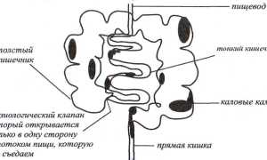 Камни каловые: особенности и применение