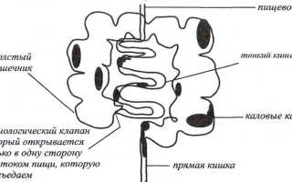 Камни каловые: особенности и применение