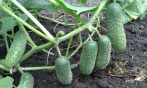 Лечение геморроя свежим огурцом в домашних условиях