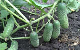 Лечение геморроя свежим огурцом в домашних условиях