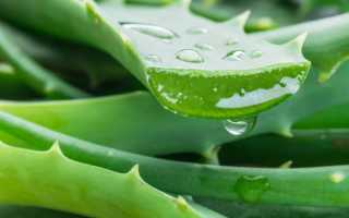 Алоэ в лечении геморроя: полезные свойства и рекомендации