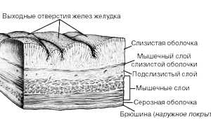 Алкогольные напитки при гастрите: что нужно знать