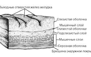 Алкогольные напитки при гастрите: что нужно знать