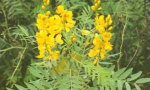 Сенна — трава от запора для здоровья кишечника