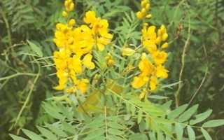 Сенна — трава от запора для здоровья кишечника