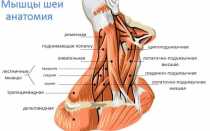 Расслабляющий массаж головы, шеи и плеч: как делать массаж воротниковой зоны, отсасывающий массаж