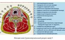 Анатомия мышц лица и шеи: фото с описанием и схемами