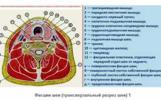 Анатомия мышц лица и шеи: фото с описанием и схемами