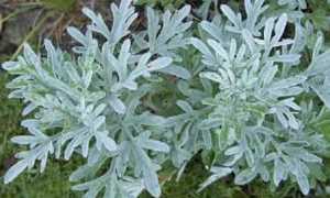 Травы от поноса: натуральные remedies для здоровья