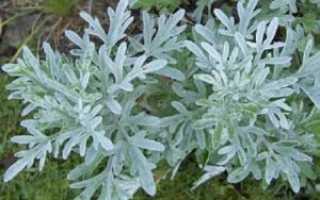 Травы от поноса: натуральные remedies для здоровья