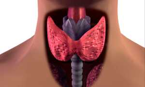 Свекла против запоров: полезные свойства и рецепты