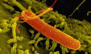 Масло льна, оливы и тмина при гастрите: полезные свойства и применение