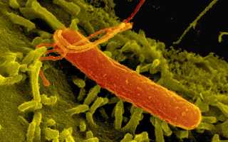 Масло льна, оливы и тмина при гастрите: полезные свойства и применение