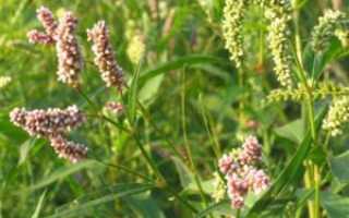 Траволечение при геморрое: эффективные методы и рекомендации