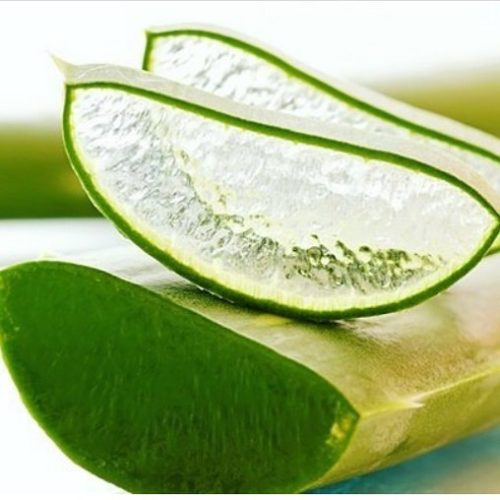 Алоэ обладает антисептическими свойствами