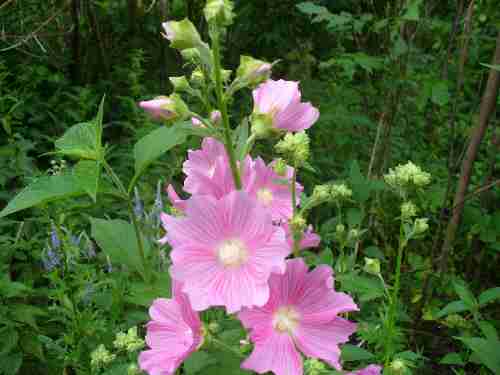 алтей лекарственный