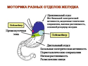 моторика желудка