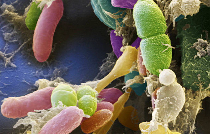 Прополис — отличный антисептик