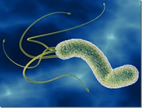 Helicobacter pylori