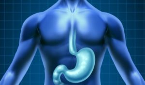 защитная пленка в органах пищеварения