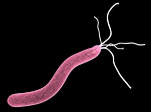 бактерия хеликобактер пилори
