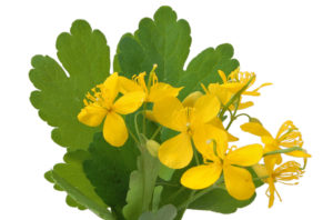 использование чистотела при геморрое 