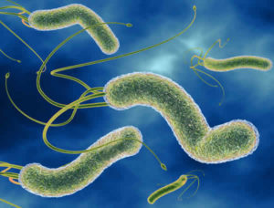 бактерия Helicobacter Pylori