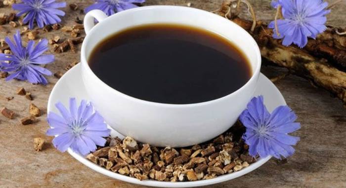 настой корней цикория