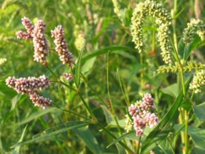 Горец почечуйный