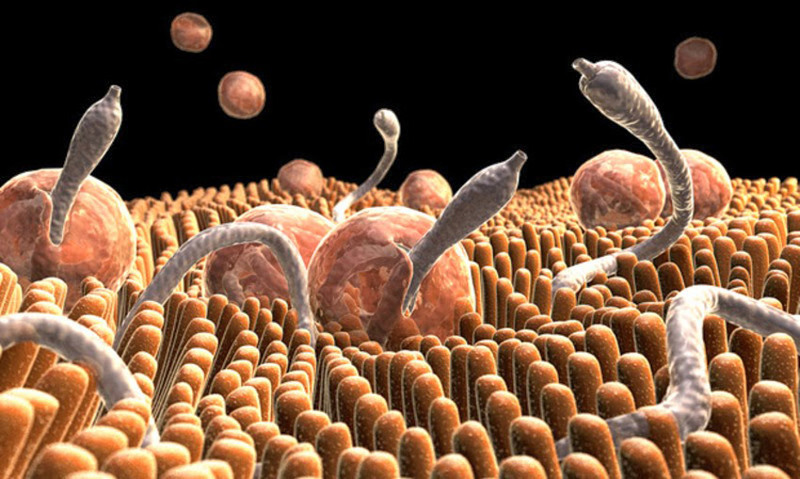 появление в организме паразитов