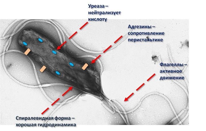 хеликобактер и его защита