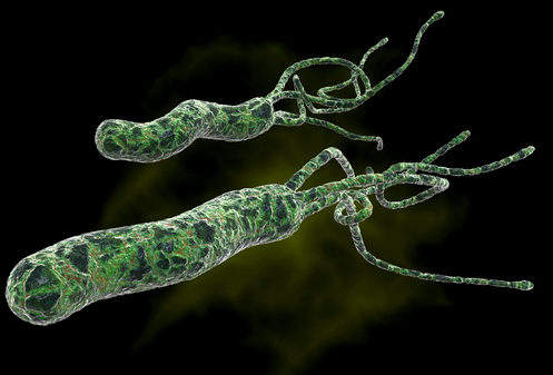 хеликобактер пилори