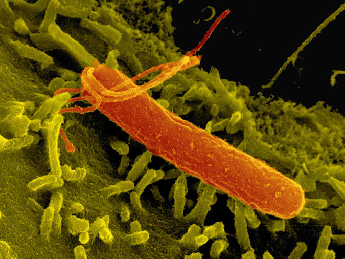 хеликобактер пилори