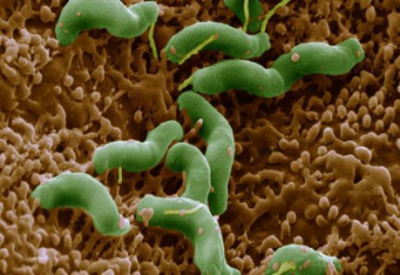 хеликобактер пилори