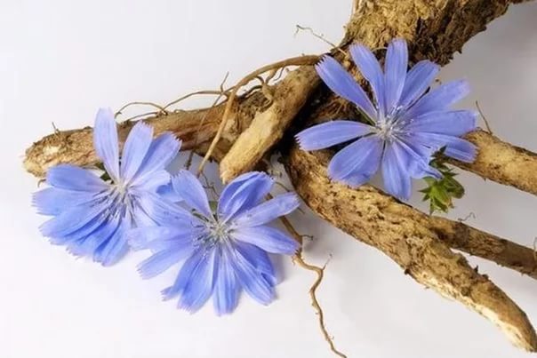 Полезные свойства цикория
