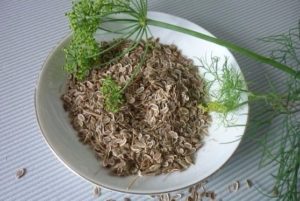 отвар укропа