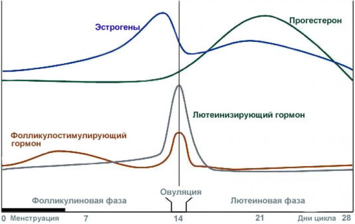 изменение гормонального фона во время менструального цикла