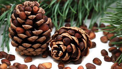 кедровые орехи