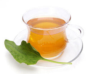 отвар подорожника