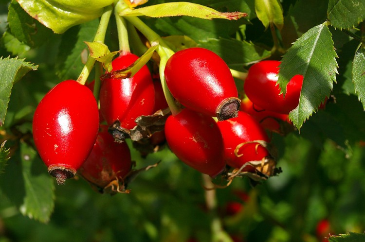 ягоды шиповника