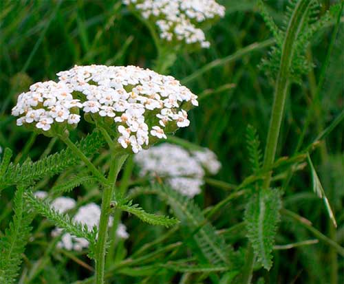 тысячелистник