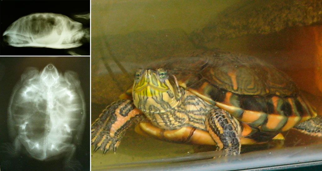 Пневмония у красноухой черепахи Чем лечить пневмонию у красноухих черепах