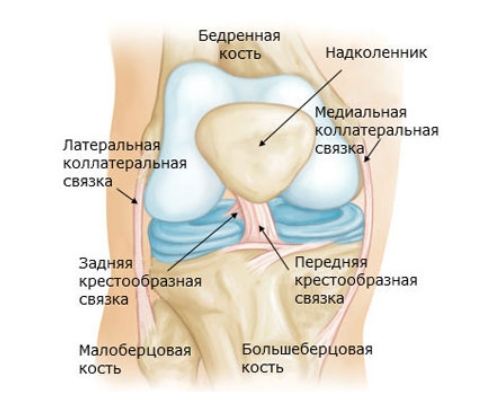 Анатомическое строение коленного сустава Анатомическое строение коленного сустава