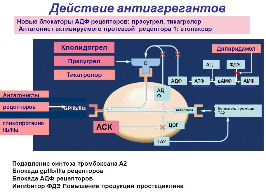 Действие антиагрегантов Действие антиагрегантов