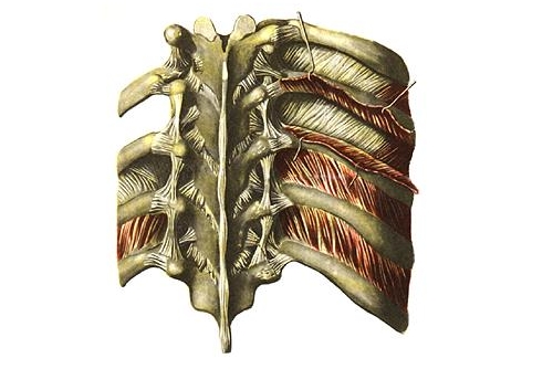 Возникнвоение артроза реберно - позвоночных суставов Возникнвоение артроза реберно - позвоночных суставов
